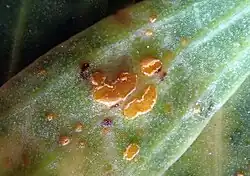 Uredinia op Linum monogynum var. chathamicum