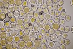 Urediniosporen met stekel op de wand