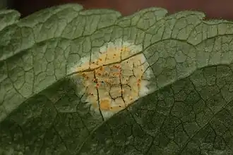 Melampsora rostrupii