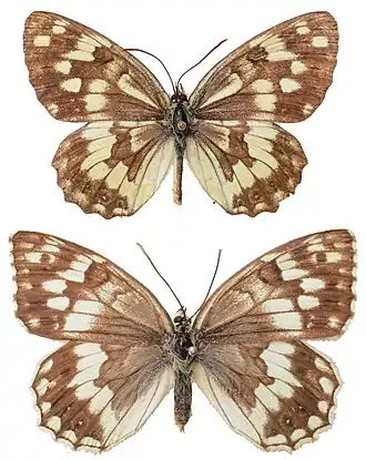 Melanargia hylata