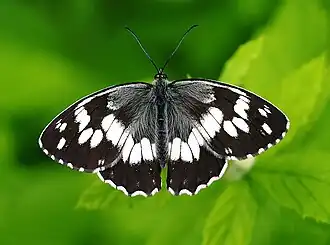 Melanargia syriaca