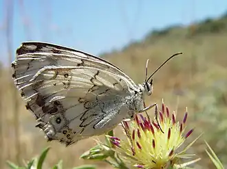 Melanargia titea
