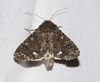 Melanchra pulverulenta