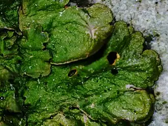 Glanzend boomschildmos