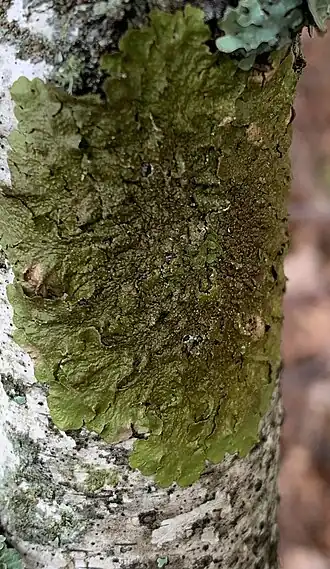 Glanzend boomschildmos