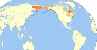 Amerikaanse zee-eend