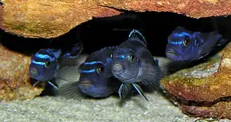Melanochromis