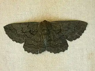 Melanodes anthracitaria