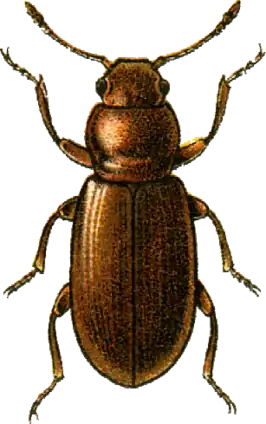 Melanophthalma transversalis