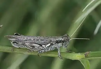 Melanoplus complanatipes