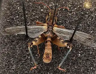 Melanoplus infantilis