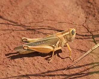 Melanoplus packardii
