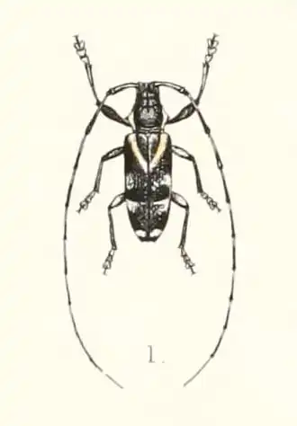 Melanopolia frenata