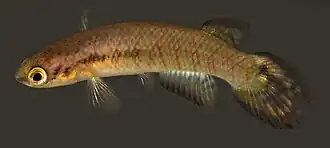 Melanorivulus dapazi