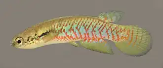 Melanorivulus proximus