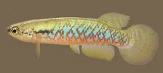 Melanorivulus scalaris