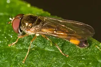 Gewone driehoekszweefvlieg