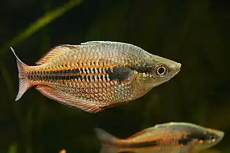 Melanotaenia lakamora