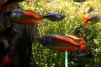 Melanotaenia parkinsoni