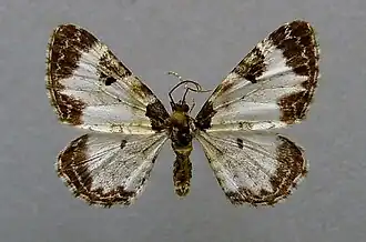 Melanthia alaudaria