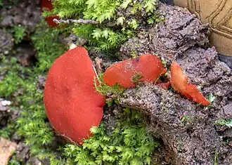 Groot korthaarschijfje