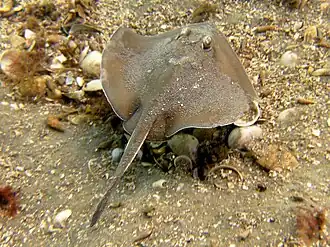 Witgevlekte doornrog, Urolophus paucimaculatus