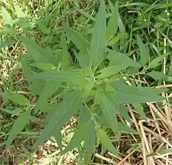 lancet- tot spiesvormige bladeren