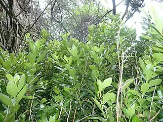 Melicytus novae-zelandiae