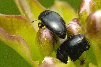 Meligethes flavimanus