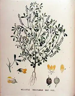 Illustratie in Flora Batava