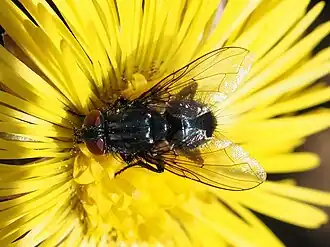 Melinda viridicyanea