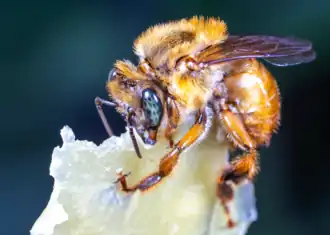 Melipona rufiventris