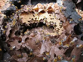 Melipona scutellaris