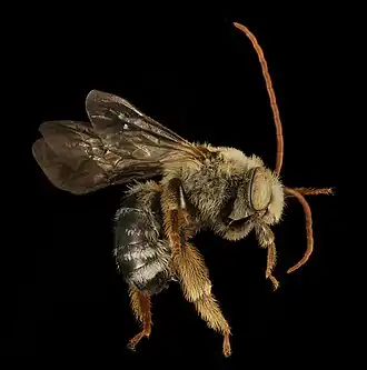 Melissodes comptoides