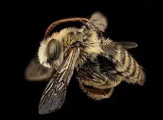 Melissodes manipularis