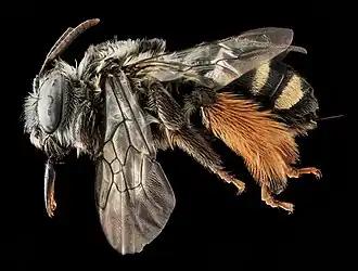 Melissodes trifasciata