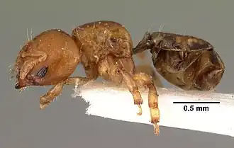 Melissotarsus beccarii