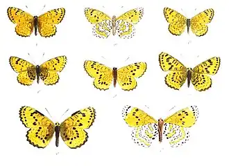 Melitaea persea