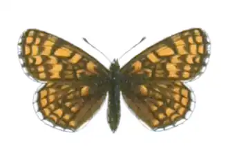 Mellicta centralasiae