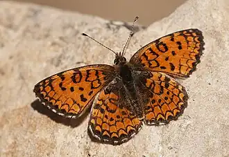 Melitaea collina