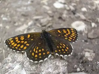 Woudparelmoervlinder