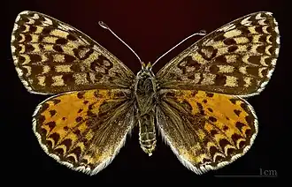 Melitaea didyma didyma ♂