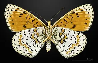 Melitaea didyma didyma ♂ △