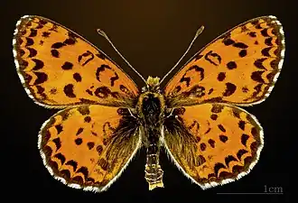 Melitaea didyma didyma ♂