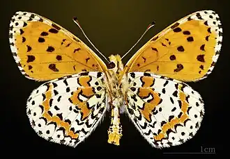 Melitaea didyma didyma ♂ △