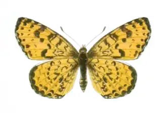 Melitaea didymoides