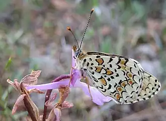 Knoopkruidparelmoervlinder