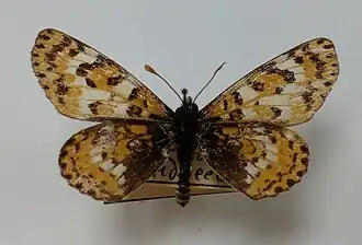 Melitaea romanovi