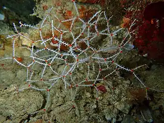 Melithaea variabilis