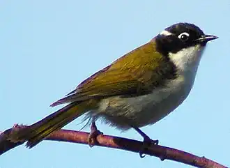 Swandiadeemhoningeter